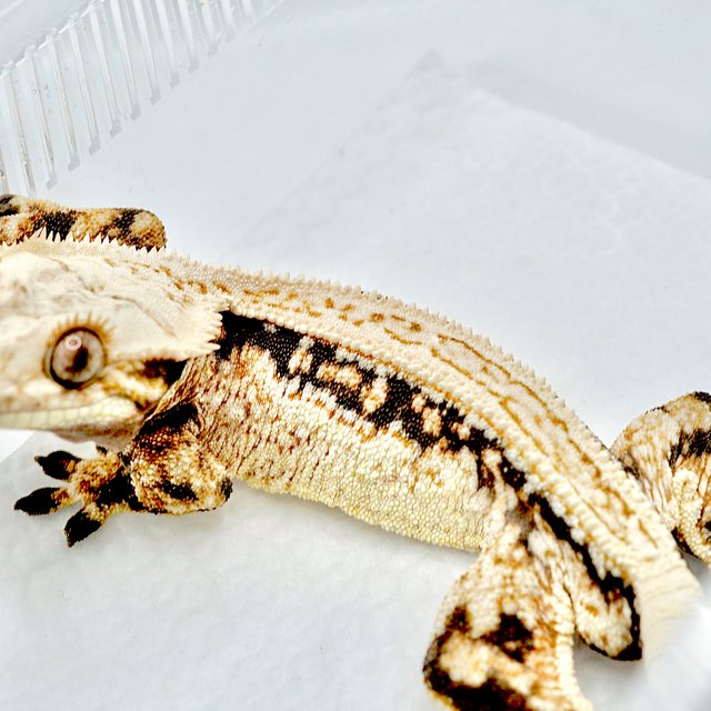 노멀 슈퍼스트라이프 쿼드 화이트스팟 풀핀 트라이