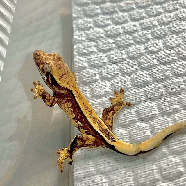 노멀 트라이 화이트스팟 풀핀 쿼드 할리퀸