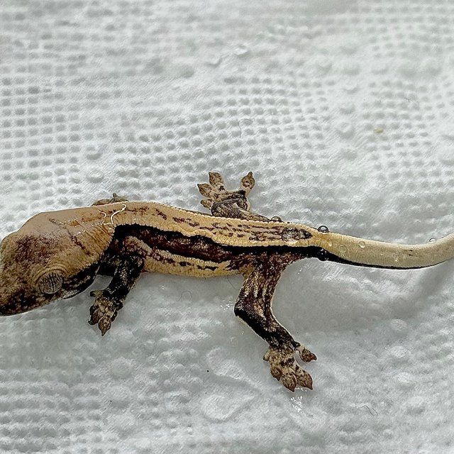 노멀 트라이 슈퍼스트라이프 쿼드 화이트스팟 엠티백