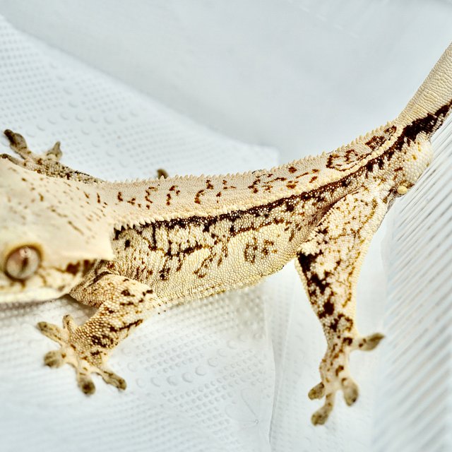 노멀 트라이 드리피 쿼드 화이트스팟 풀핀