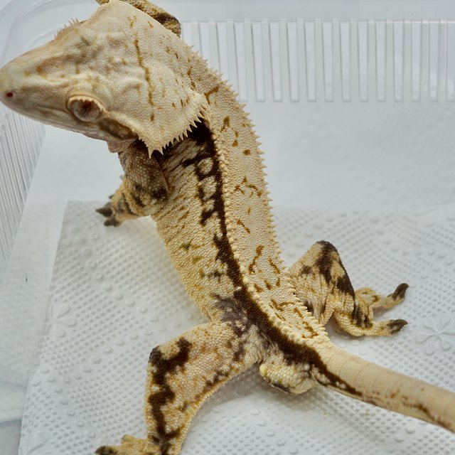 노멀 트라이 쿼드 풀핀 화이트스팟 화이트크라운