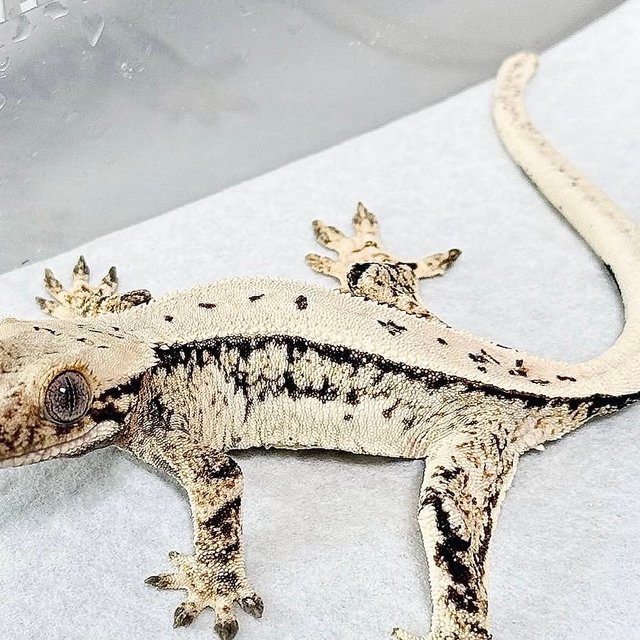 노멀 트라이 드리피 화이트스팟 쿼드 풀핀