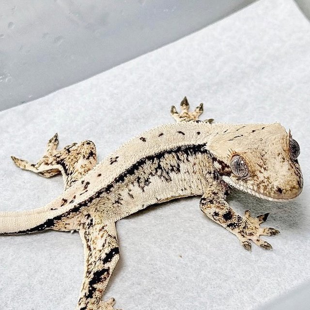 노멀 트라이 드리피 화이트스팟 쿼드 풀핀