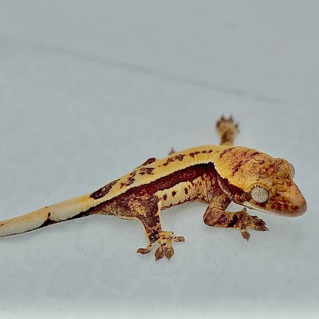 노멀 드리피 쿼드 트라이 풀핀