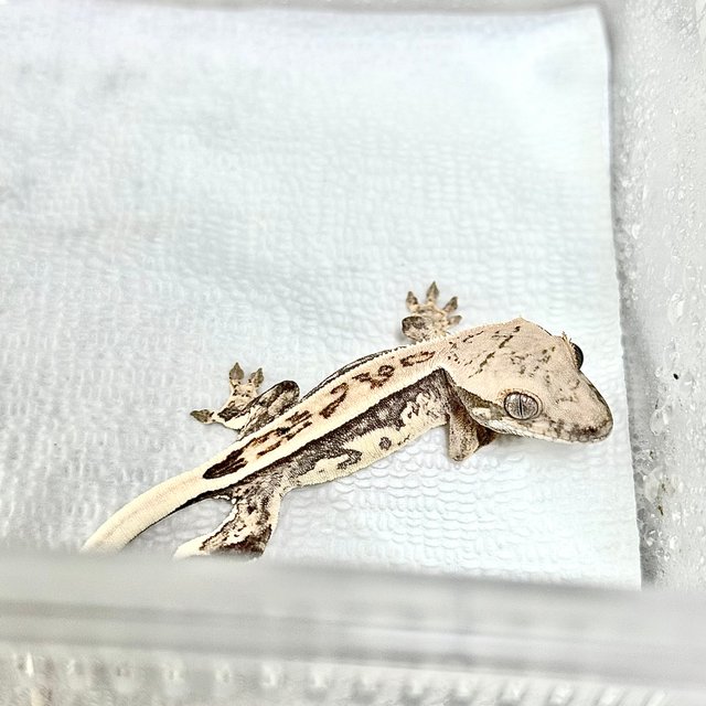 노멀 트라이 쿼드 풀핀 화이트스팟