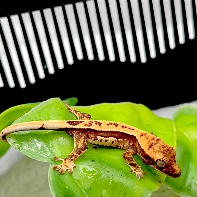 노멀 쿼드 풀핀 트라이 화이트스팟 화이트핀