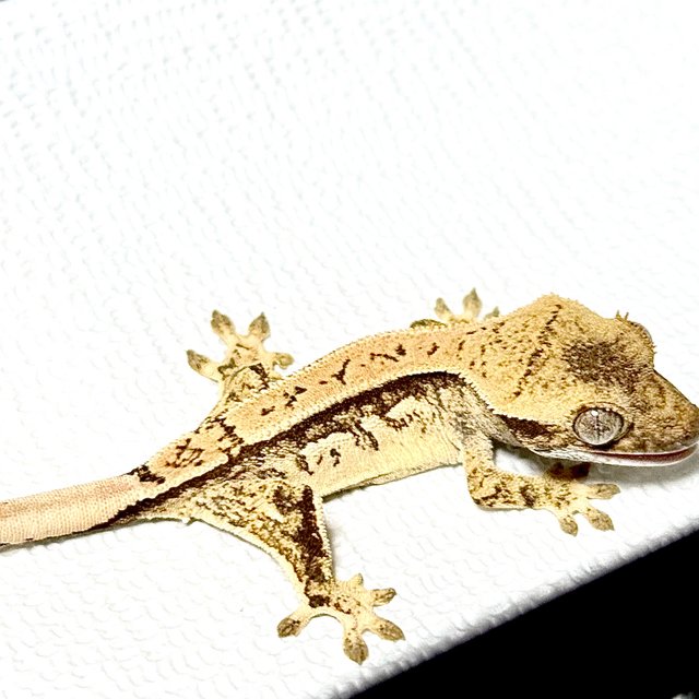 노멀 트라이 쿼드 화이트스팟 풀핀 할리퀸