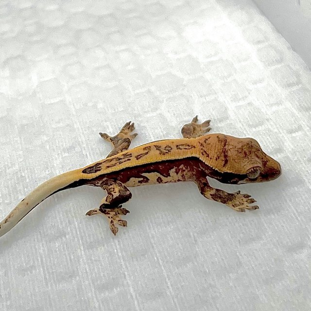 노멀 트라이 쿼드 화이트스팟 풀핀