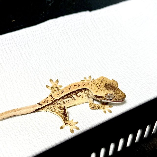 노멀 트라이 쿼드 화이트스팟 풀핀 할리퀸