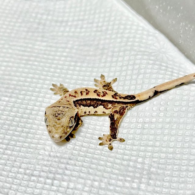 노멀 트라이 쿼드