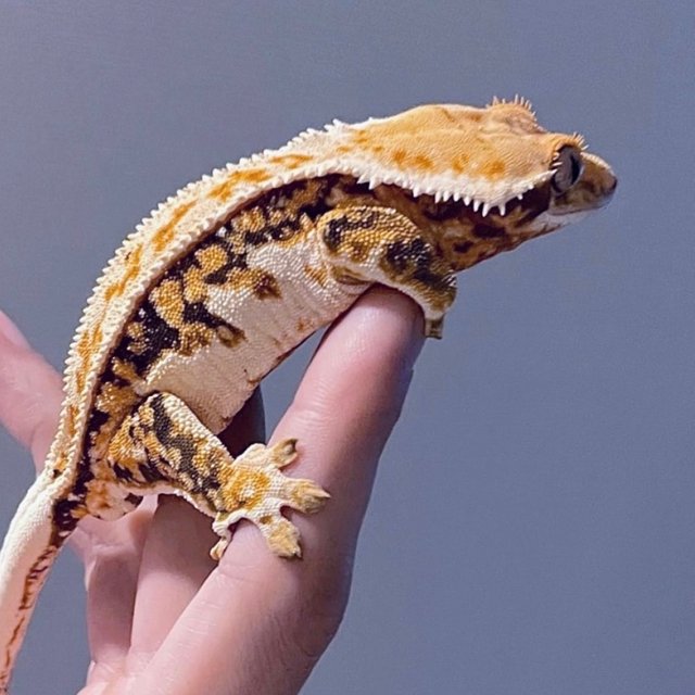 노멀 트라이 드리피 쿼드 화이트스팟 풀핀