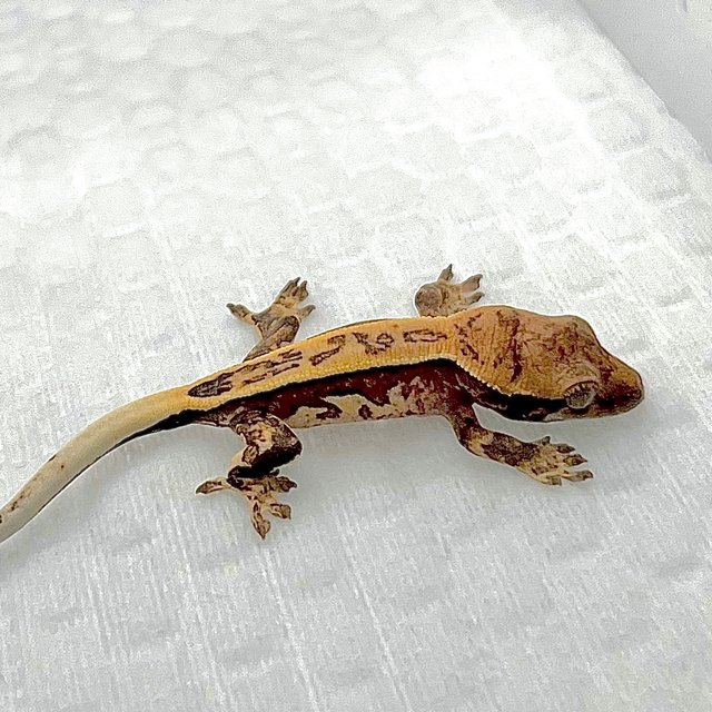 노멀 트라이 쿼드 풀핀 화이트스팟