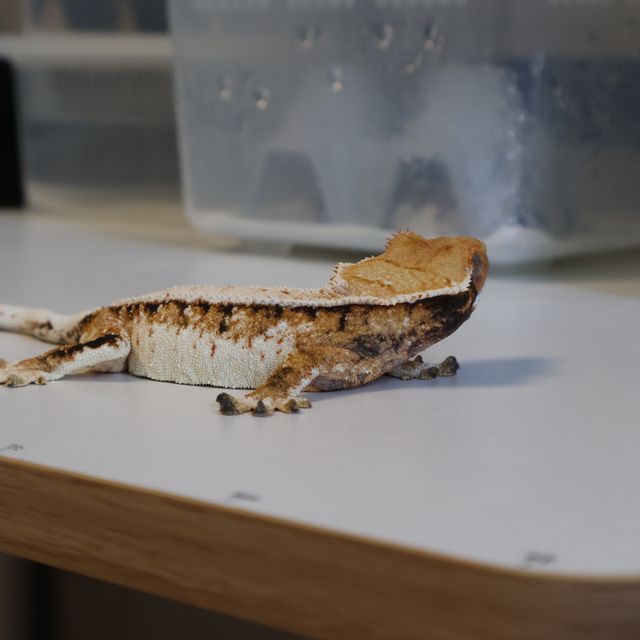 텐저린 화이트 익스트림할리퀸 트라이