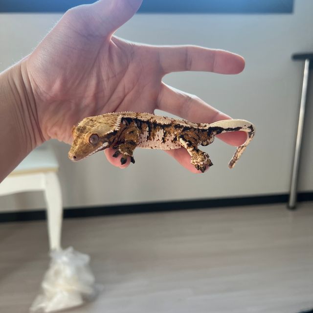 트라이 익스트림할리퀸 텐저린