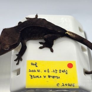 챠콜 알티