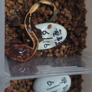 동배