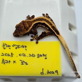 슈퍼스트라이프 엠티백