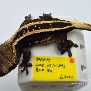 다크 슈퍼스트라이프 엠티백