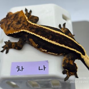엠티백