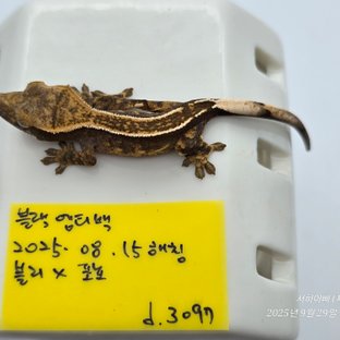 엠티백