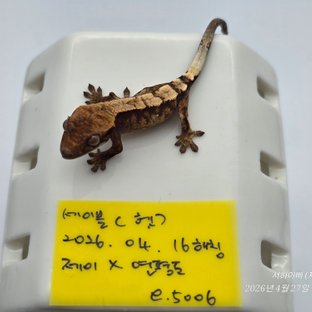 E5006