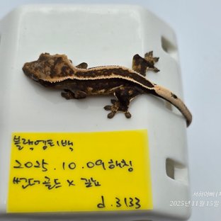 슈퍼스트라이프 엠티백