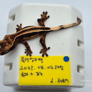 슈퍼스트라이프 엠티백