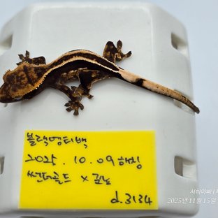 슈퍼스트라이프 엠티백