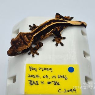 엠티백