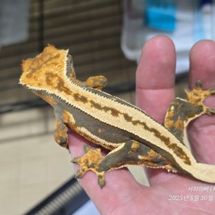 엠티백