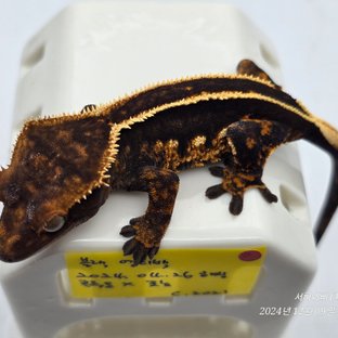 c2021 띠용