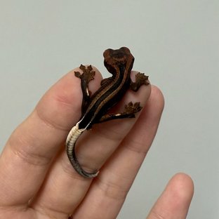 다크 팬텀 슈퍼스트라이프 엠티백