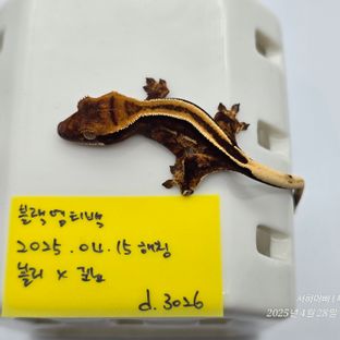 슈퍼스트라이프 엠티백
