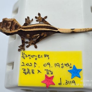 슈퍼스트라이프 엠티백