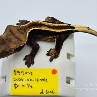 슈퍼스트라이프 엠티백