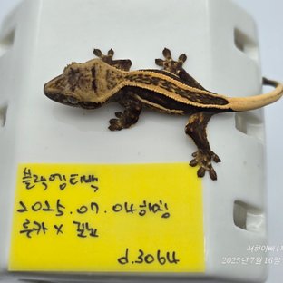 엠티백 슈퍼스트라이프