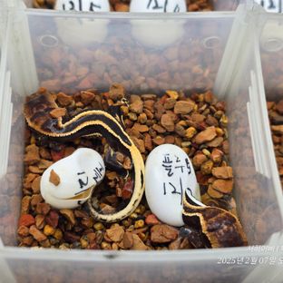 슈퍼스트라이프 엠티백