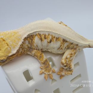 래니