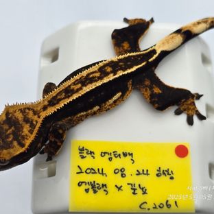 슈퍼스트라이프 엠티백