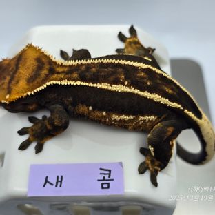 엠티백