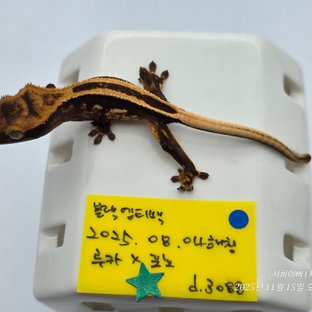 슈퍼스트라이프 엠티백