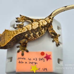 노멀 트라이 텐저린