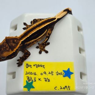 슈퍼스트라이프 엠티백
