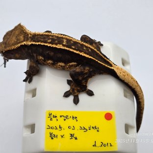 슈퍼스트라이프 엠티백