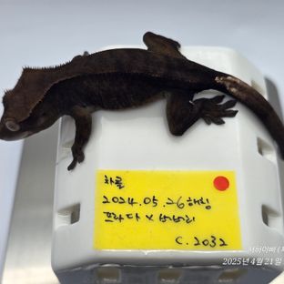 챠콜 알티
