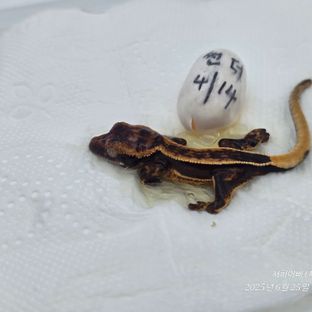 슈퍼스트라이프 엠티백