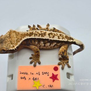 노멀 트라이 화이트핀