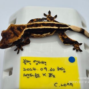 엠티백