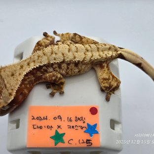 트라이 레드 드리피