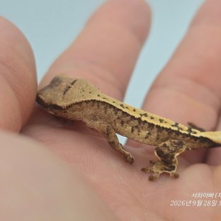 100%헷아잔틱 트라이 드리피